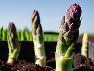 Выращивание спаржи из семян: секреты успешного урожая на вашем участке