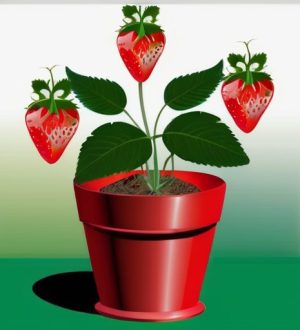 Защита клубники: как Актара поможет справиться с вредителями и болезнями без вреда для урожая