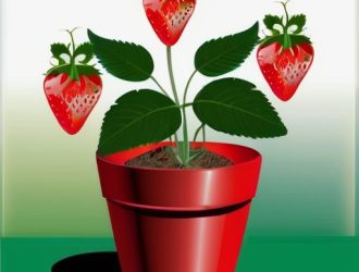 Защита клубники: как Актара поможет справиться с вредителями и болезнями без вреда для урожая