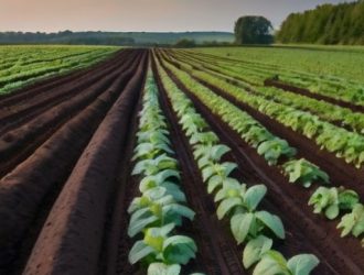 Зола для картофеля: секреты успешного урожая и как избежать ошибок