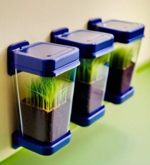 Как правильно хранить семена газонной травы: советы и рекомендации для долгого срока службы