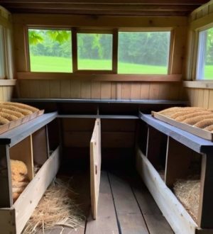 Как приучить кур нестись в гнезда: эффективные стратегии для успешного разведения