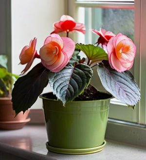 Как спасти бегонию от увядания: ключевые советы для садоводов и любителей комнатных растений