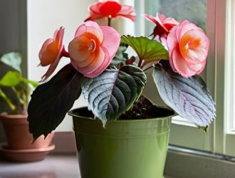 Как спасти бегонию от увядания: ключевые советы для садоводов и любителей комнатных растений