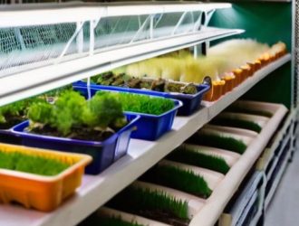 Как выбрать идеальную породу перепелов для успешного разведения?