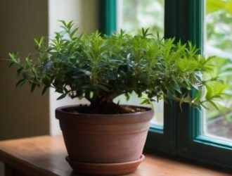 Как заставить мирт зацвести: секреты ухода и стимуляции цветения