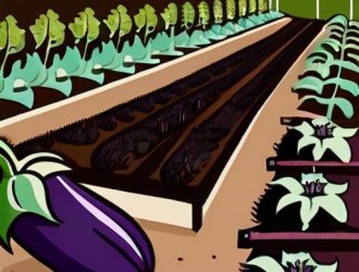 Правильное расстояние при посадке баклажанов: залог успешного урожая